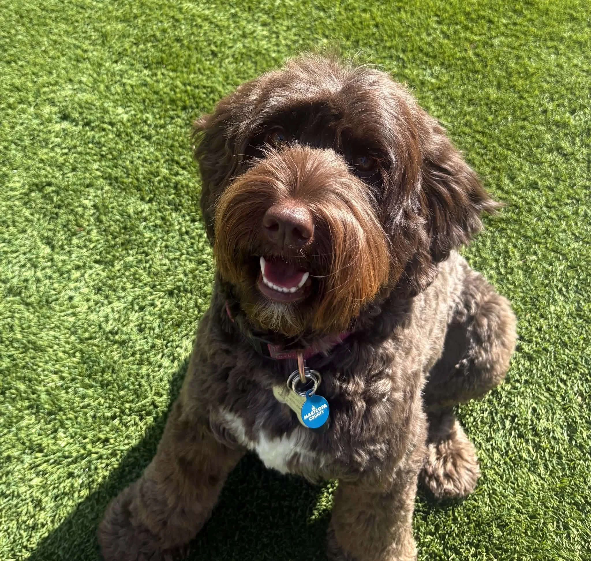 Available Australian Labradoodle Puppies | Phoenix, AZ